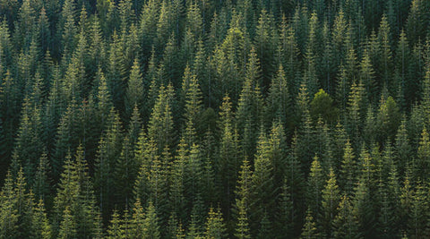 Image of forest of trees