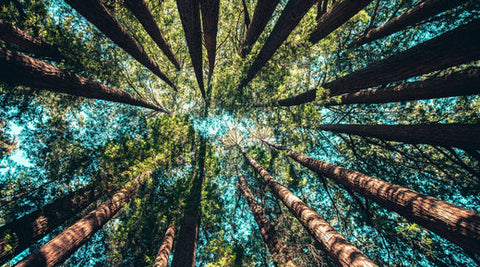 Photo of trees in a forest