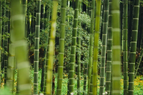 How We Make Premium Toilet Paper From Bamboo, Step by Step