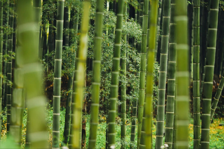 How We Make Premium Toilet Paper From Bamboo, Step by Step