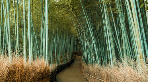 Bamboo 101: All You Ever Wanted to Know About Bamboo