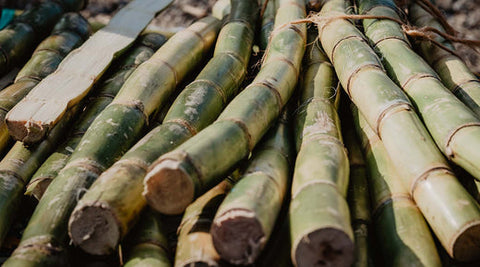Responsible Bamboo Farming: FSC® certification and why it matters