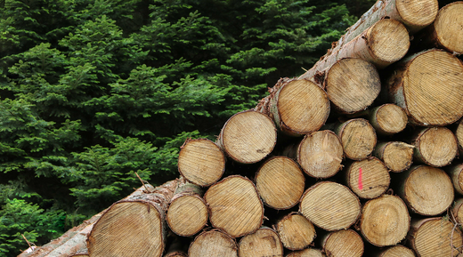 The Softer the Toilet Paper, the Older the Tree