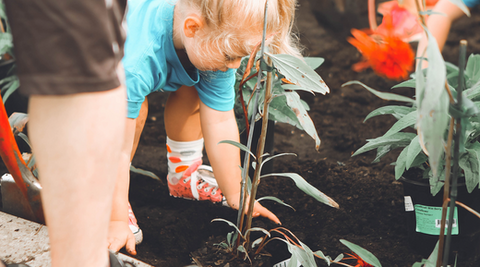 What to do for Arbor Day